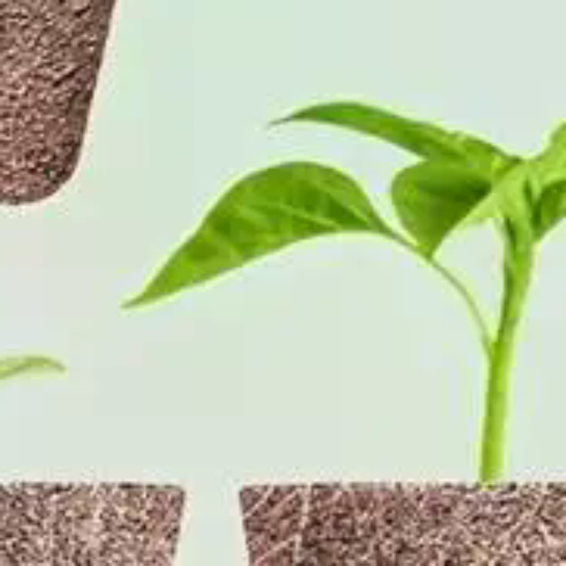 Aerogarden Seed Pod - Kit di 67 capsule per semi