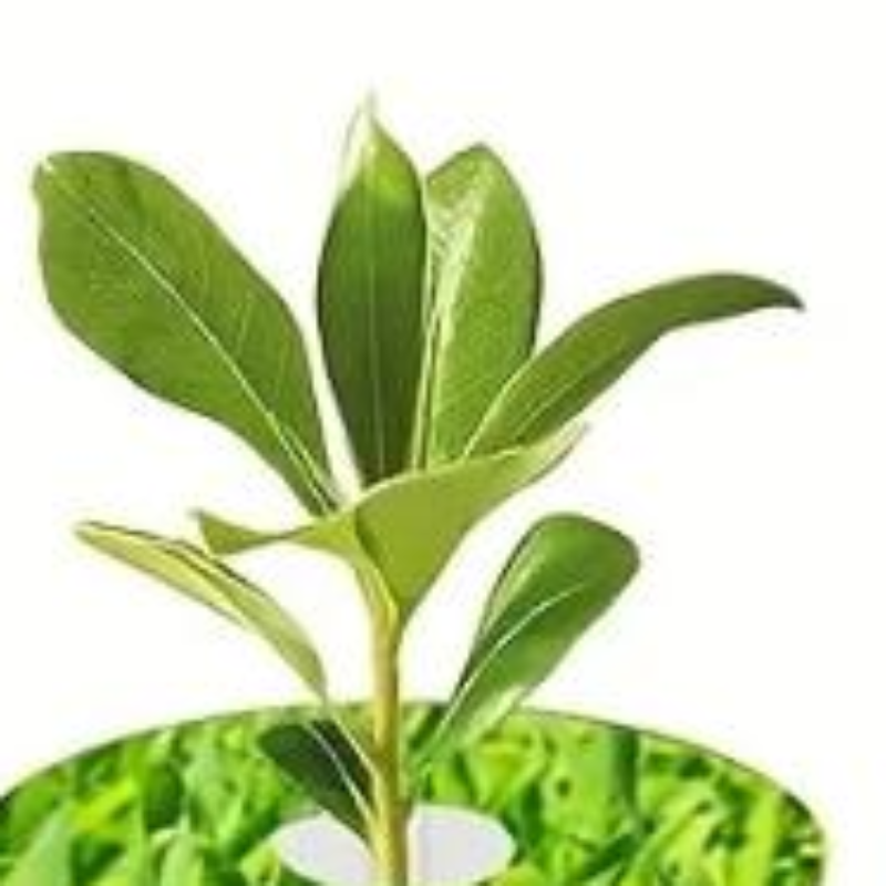 Aerogarden Seed Pod - Kit di 67 pezzi per semi